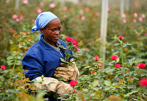 Mary bei der Arbeit auf der Blumenfarm Tambuzi