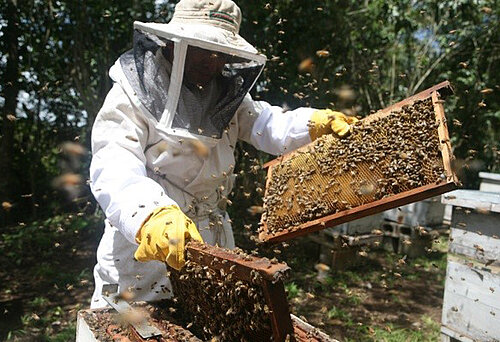 Imker überprüft die Honigwaben einen Bienenvolkes.