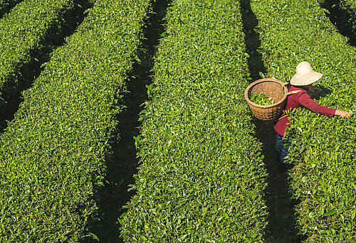 Xuan En Yisheng Tea Cooperative, China