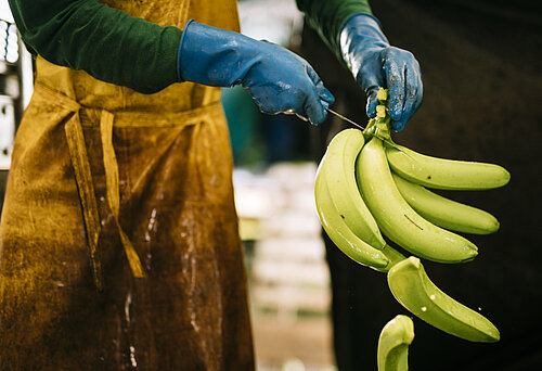 Einzelne Bananen werden von einer Bananenhand geschnitten.
