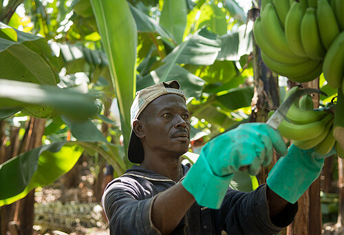 Fairtrade-Bananenarbeiter in der Dominikanischen Republik bei der Arbeit. 