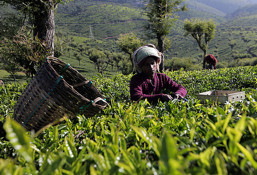 Teegarten mit Teepflückerin in Indien