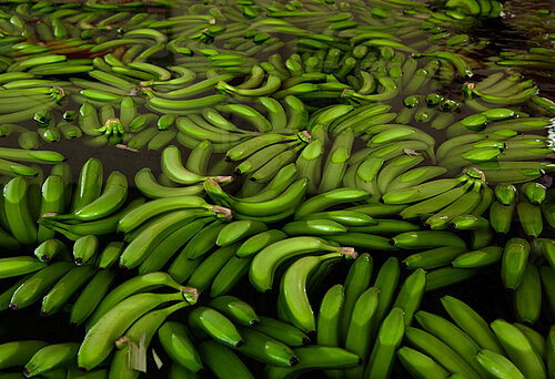 Bananen im Waserbad auf einer Plantage in Kolumbien. Foto: © Eduardo Martino / Documentography