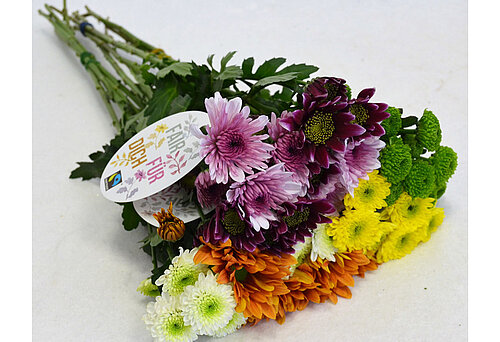 Fairtrade-Chrysanthemen © Omniflora