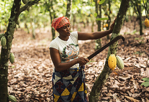 Fairtrade-Kakaobäuerin bei der Arbeit 