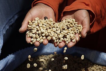 Bio-Verordnung gefährdet Kaffee-Lieferketten. Foto: Fairtrade / Dennis Salazar