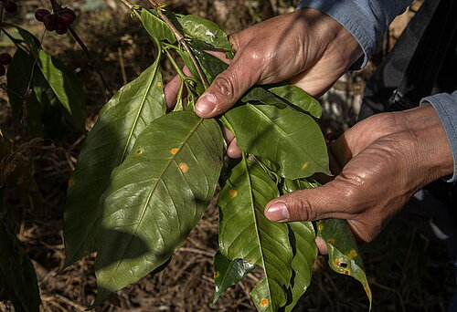 Der Klimawandel bringt neue Schädlinge und Pflanzenkrankheiten mit sich - wie La Roya, ein Pilz, der Kaffeepflanzen befällt. San Miguel del Faique, Piura, Peru. Foto: Fairtrade / Eduardo Martino