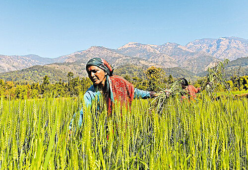 Eine Bäuerin in einem Reisfeld im indischen Uttarakhand © Coop