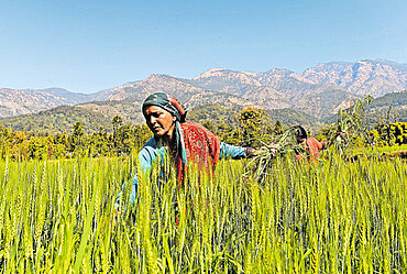 Eine Bäuerin in einem Reisfeld im indischen Uttarakhand © Coop