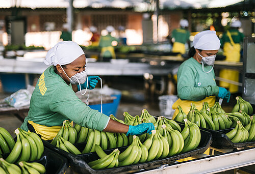 Zwei Mitarbeiter der kolumbianischen Bananenplantage Bananeras de Urabá tragen Mund-Nasen-Bedeckungen und bereiten Bananen für den Transport vor. 