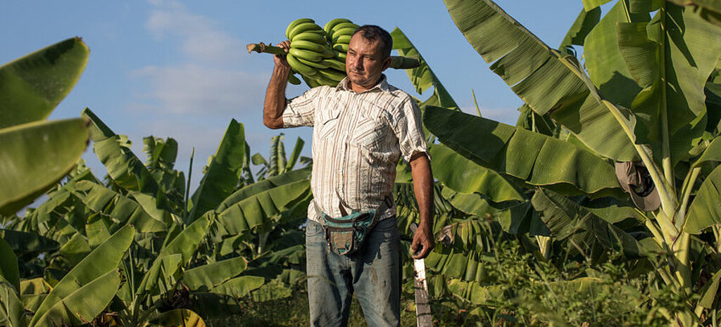- Hintergrund Deutschland Fairtrade Fairtrade-Bananen: