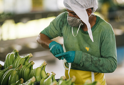 Ein Angestellter kümmert sich um die Verpackung der Bananen.