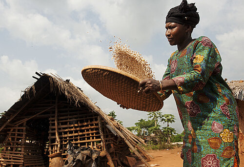 Eine Kakaobäuerin in der Elfenbeinküste bei der Arbeit. 