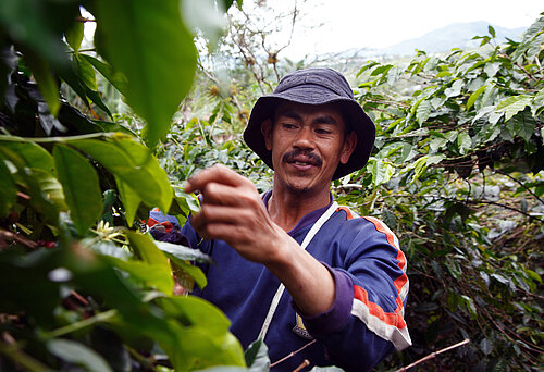 Kaffeebauer bei der Ernte in Indonesien. Bild: Nathalie Bertrams