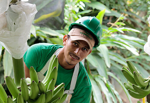 Angestellter auf einer Bananen Plantage in Kolumbien