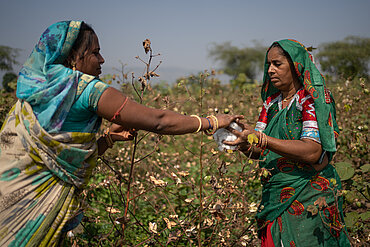 Fairtrade-Baumwollbäuerinnen bei der Ernte.