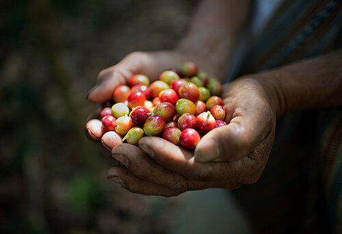 Coffee berries on a plant