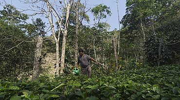 Kaffeebauer in Bolivien: Jene, die EUDR umsetzen müssen, brauchen mehr Unterstützung. Foto: Fairtrade / D.Salazar