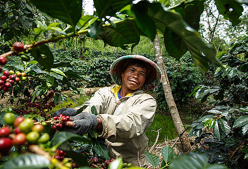 Koperasi Baithul Qiradh Baburrayyan (KBQB), Kaffeekleinbauer aus Indonesien