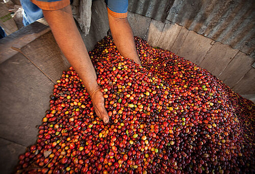 frischer Kaffeee, direkt nach der Ernte | Kolumbien
