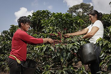 Kaffeeanbau in Bolivien: Produzent*innen haben mehr Unterstützung der EU verdient. Foto: Fairtrade/Dennis Salazar