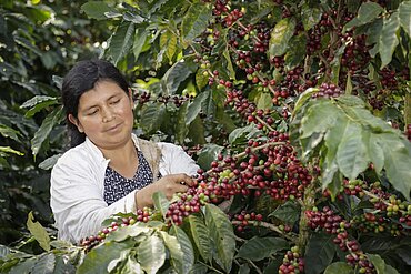 Fairtrade erhört den Kaffee-Mindestpreis. Foto Fairtrade/Dennis Salazar Gonzales
