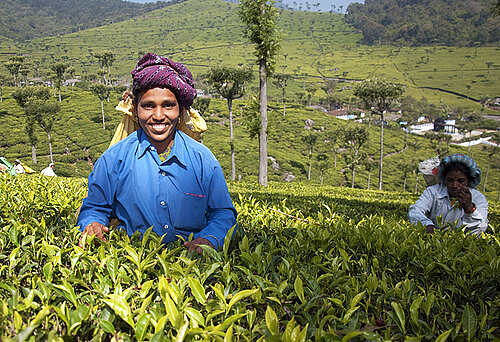 Eine indische Arbeiterin pflückt Tee. Bild: © Christian Nusch / Fairtrade