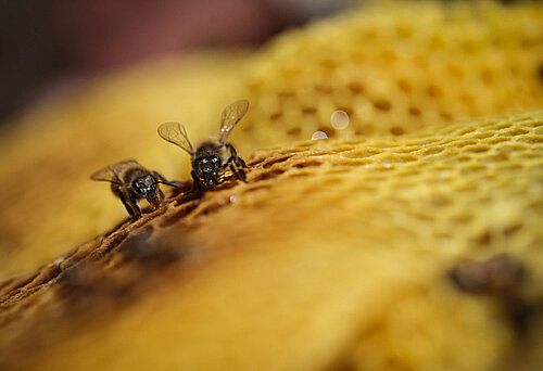 Honigbienen auf einer Honigwabe. Foto: © Sean Hawkey