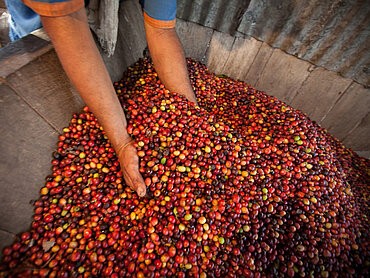 Kaffeekirschen bei einer Kaffeekooperative in Kolumbien