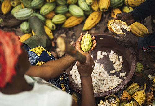 Eine Kakaobäuerin schlägt Kakaofrüchte mit einem Stock auf. 