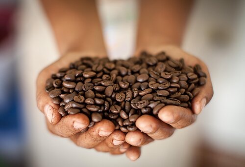 Hände halten geröstete Kaffeebohnen. Bild: S. Hawkey