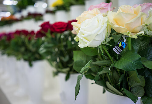 In weißen Eimern stehen Rosen zum Verkauf. Eine der Rosen trägt ein Fairtrade-Siegel.